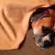 Image for article titled End the week meditating on the energy of these smug, blanket-destroying dogs